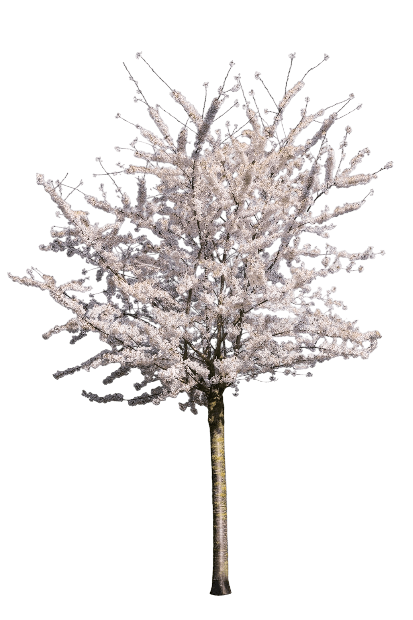 Spring Satin Plumcot (Prunus X Var. X 'Spring Satin') - Fruit trees