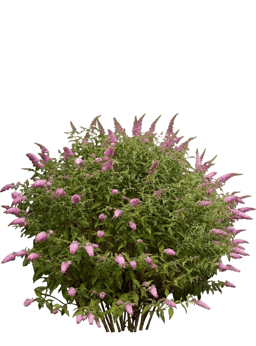 Buzz™ Ivory Butterfly Bush (Buddleja Davidii Var. Davidii 'Tobud072') - Shrubs