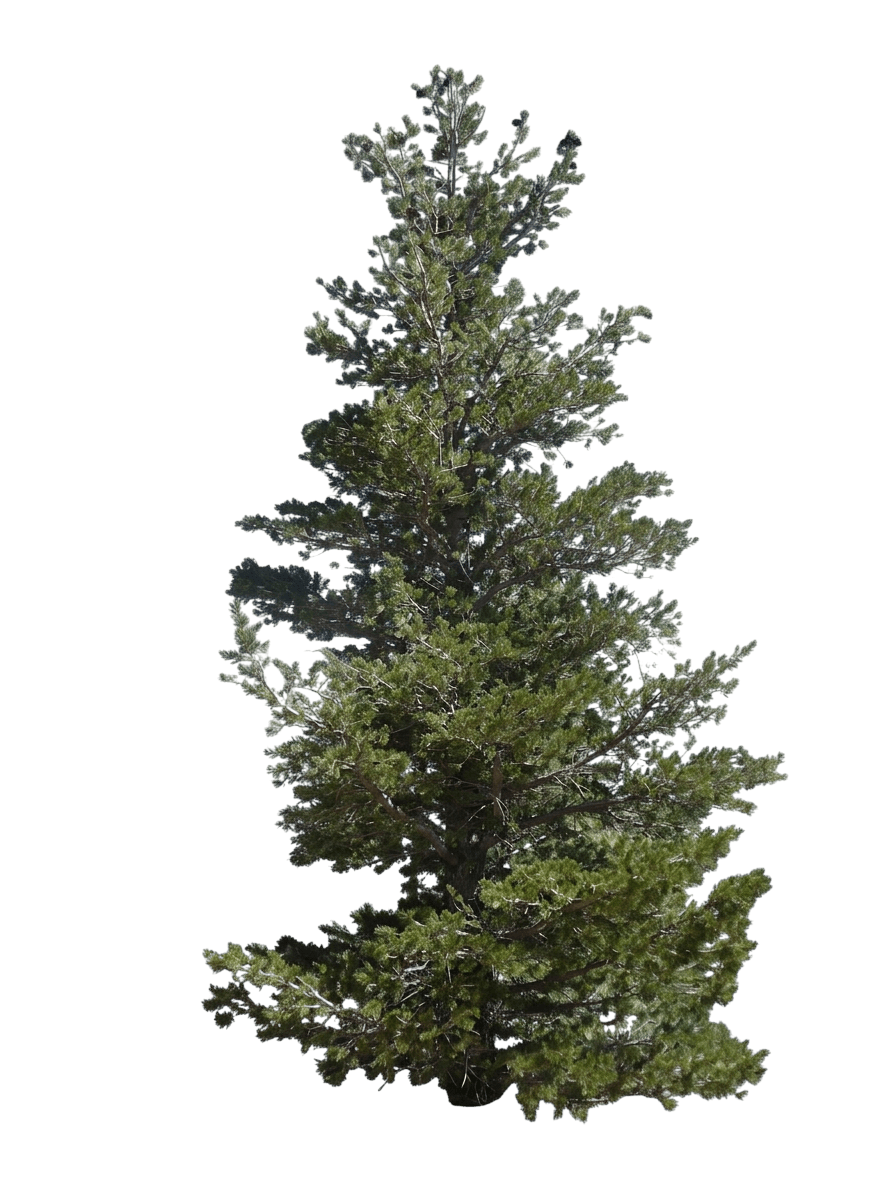 Pine, Limber *Call For Availability* (Pinus Flexilis) - Evergreen Trees