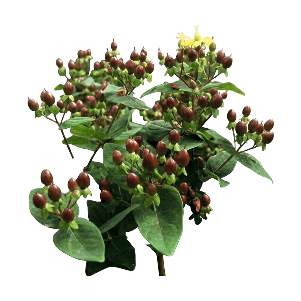 Floralberry Chardonnay St. John'S Wort (Hypericum × Inodorum 'Kolchar') - Ground Layers