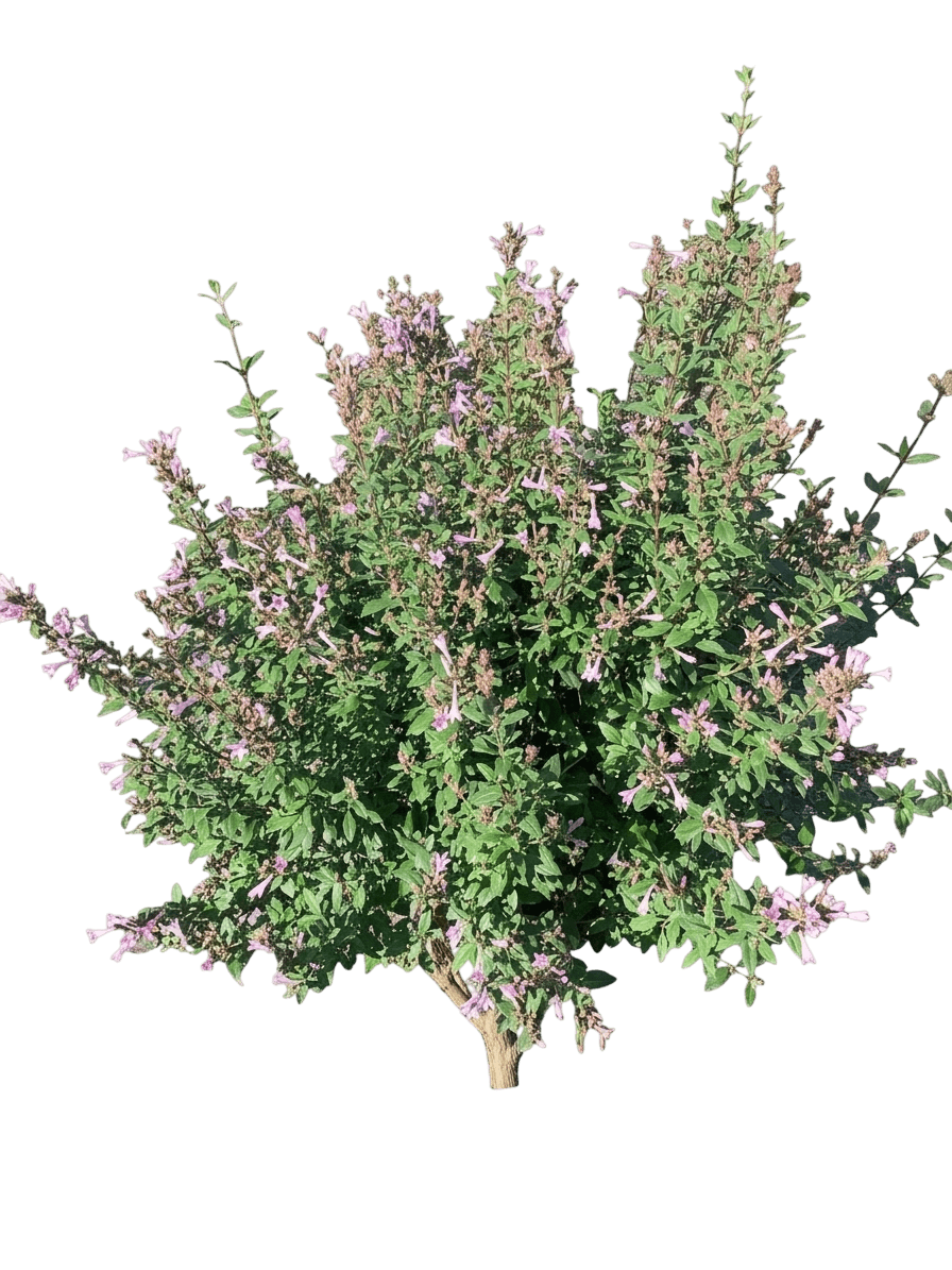 baby lilac shrub (Leptodermis Oblonga) - Ground Layers