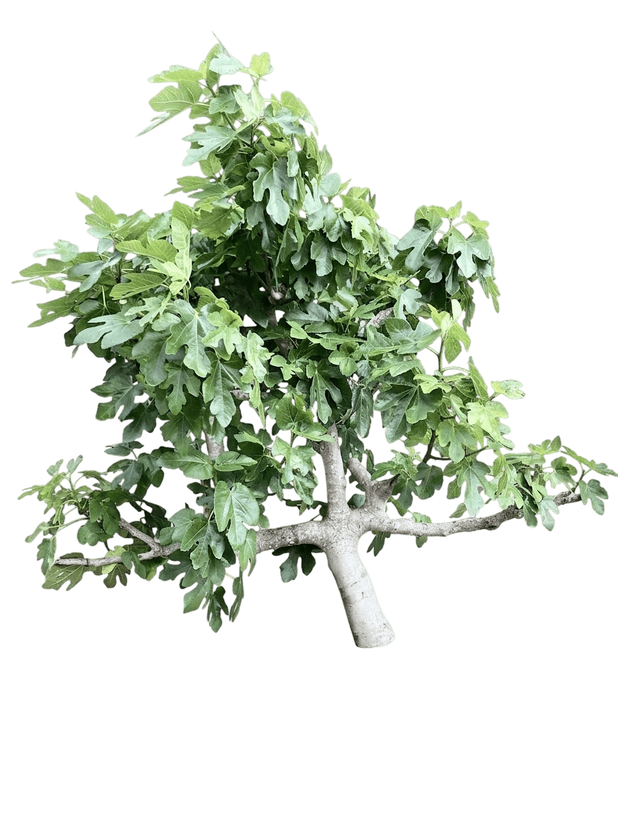 Kadota Common Fig (Ficus Carica 'Kadota') - Fruit Trees