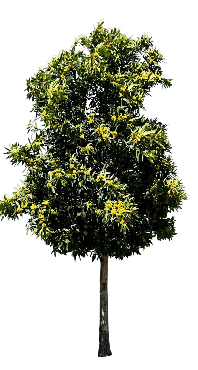 Water Gum (Tristaniopsis Laurina) - Evergreen Trees