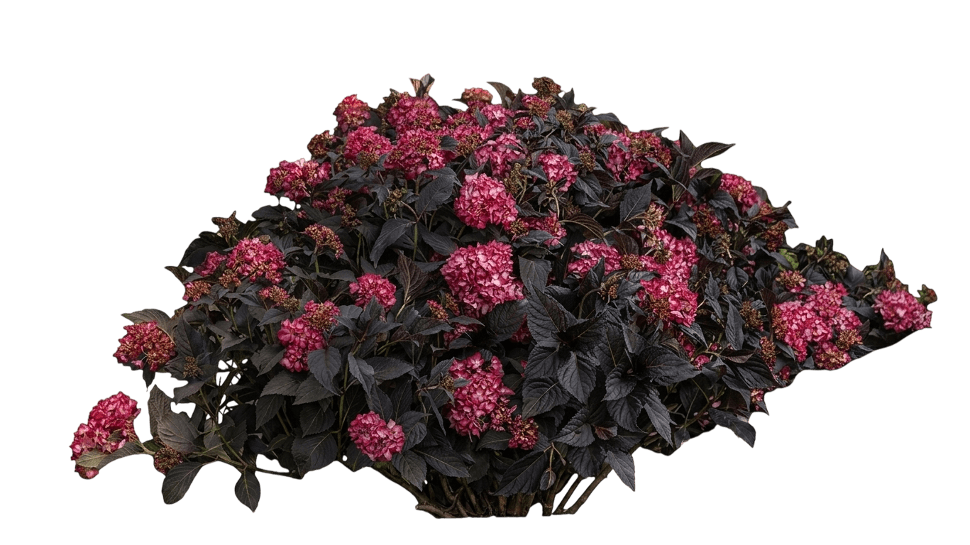 Kitty Hawk Bigleaf Hydrangea (Hydrangea Macrophylla 'Hokomapfloy') - Ground Layers
