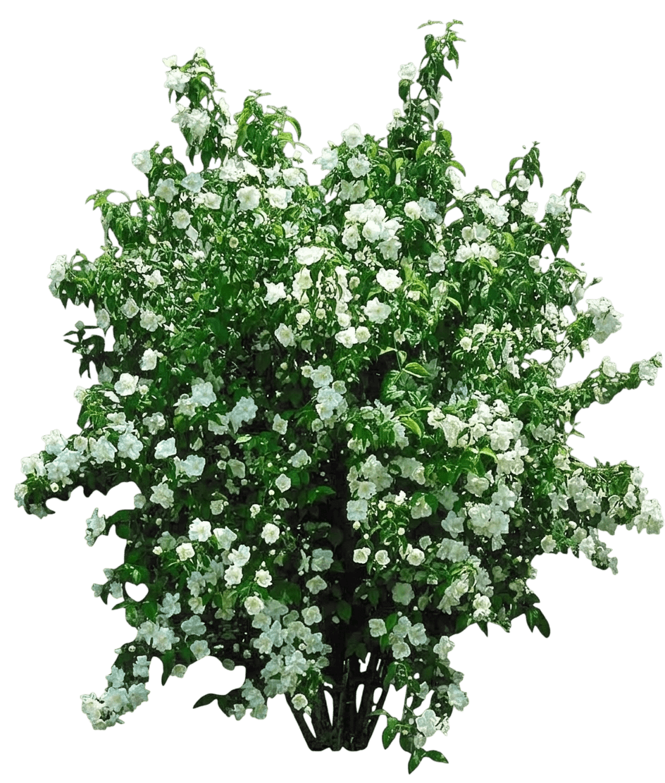 Snow White Mockorange (Philadelphus × Virginalis 'Snowwhite Fantasy') - Ground Layers