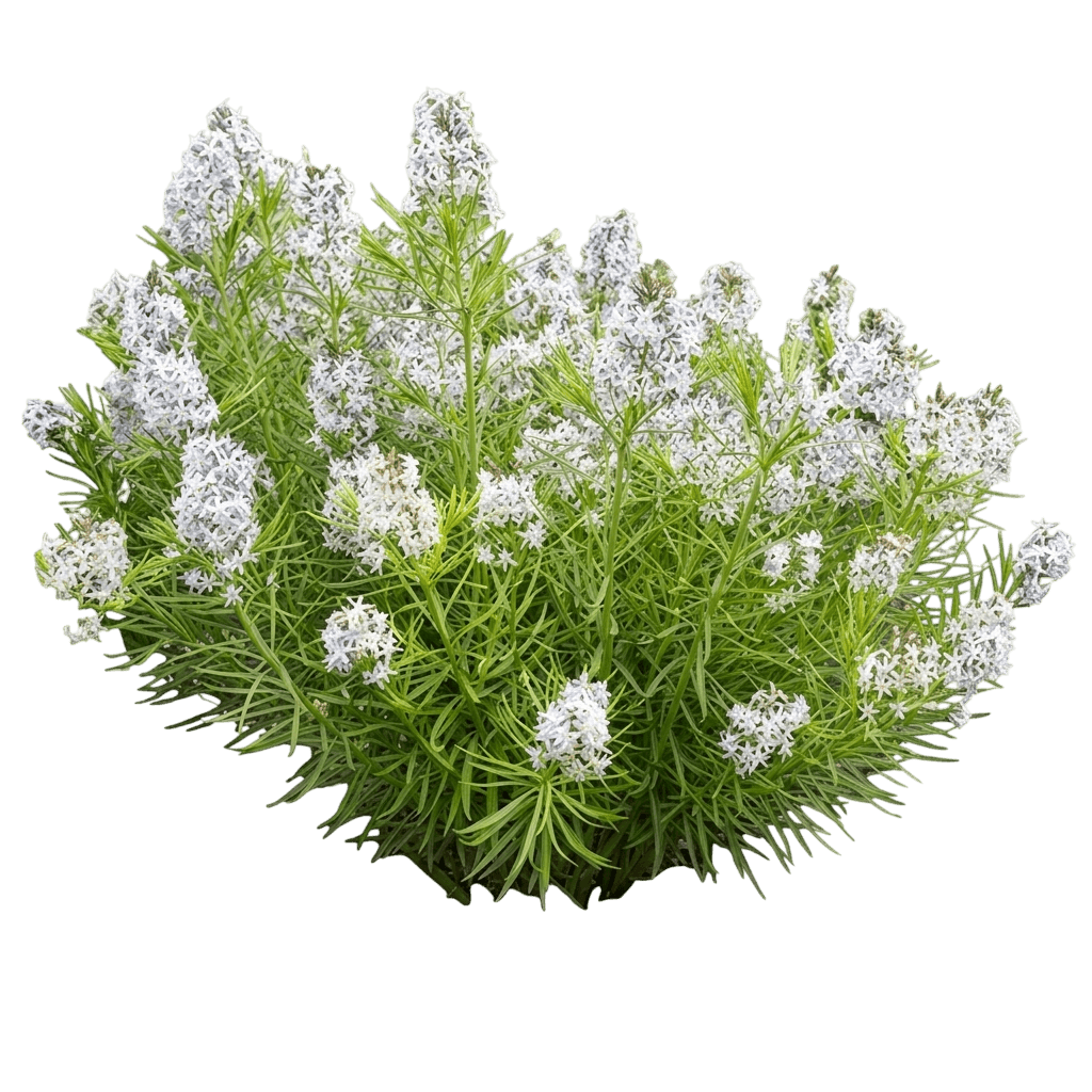 Starstruck Blue Star (Amsonia Hybrid 'Starstruck') - Perennials