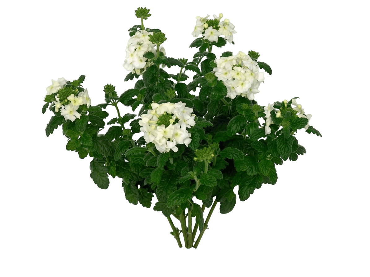 Empress Flair White verbena (Glandularia 'Duempflawi') - Perennials