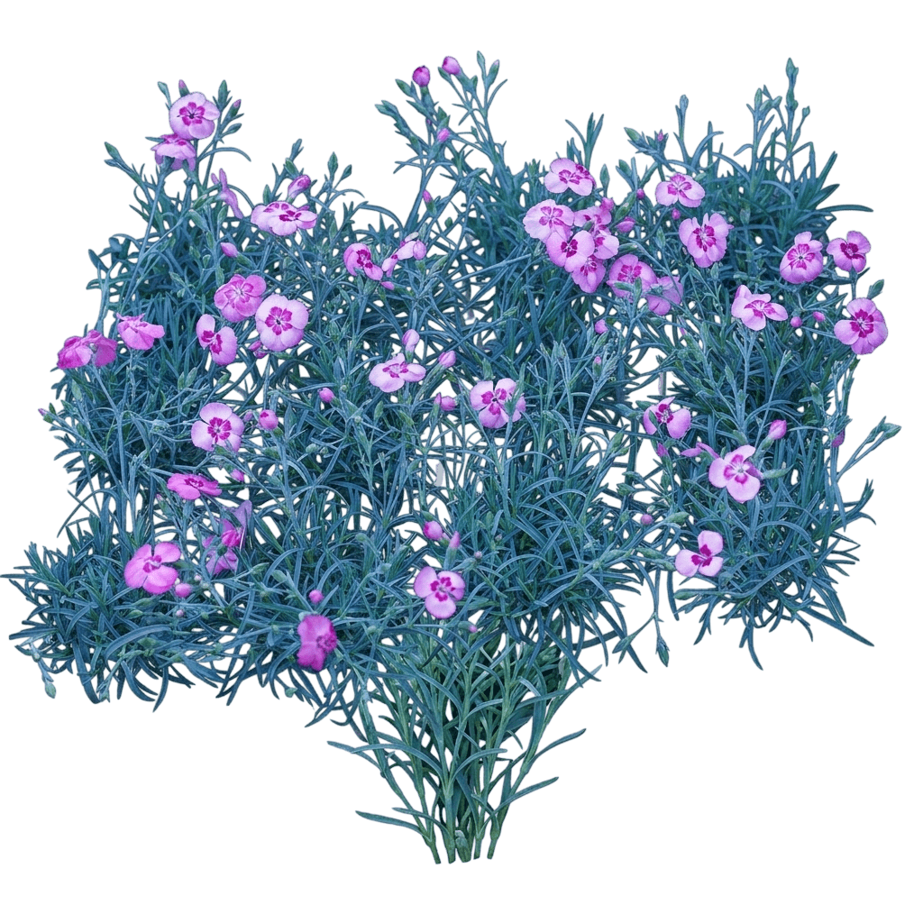 Federnelke (Dianthus Plumarius 'Angel Of Peace') - Stauden
