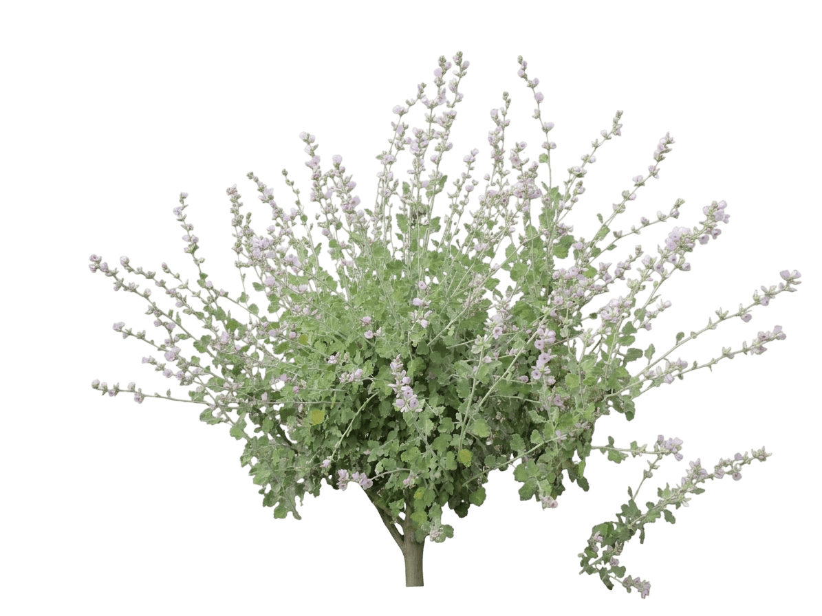 bush mallow (Malacothamnus Fasciculatus) - Shrubs