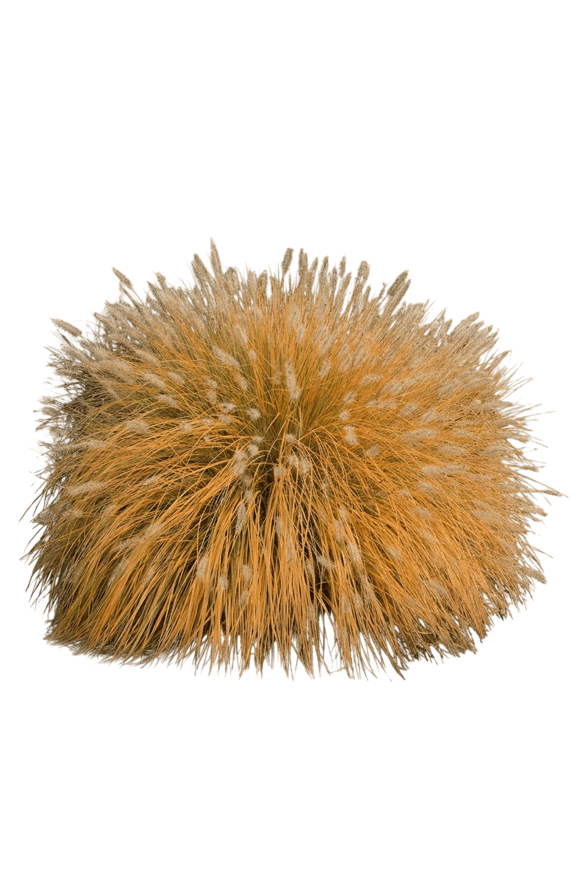 Jambalaya Fountain Grass (Pennisetum Alopecuroides Var. Alopecuroides 'Jambalaya') - Grasses