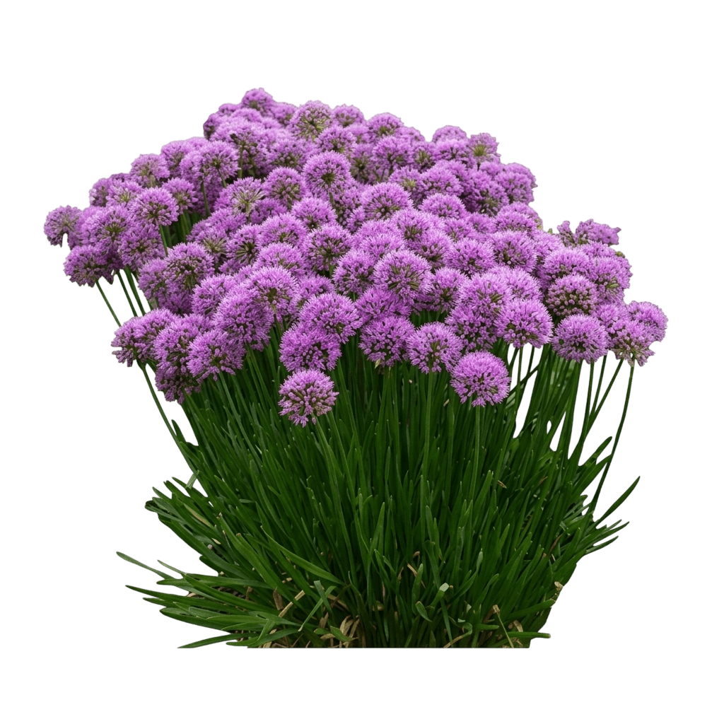 Serendipity Allium (Allium X Var. X 'Serendipity') - Perennials