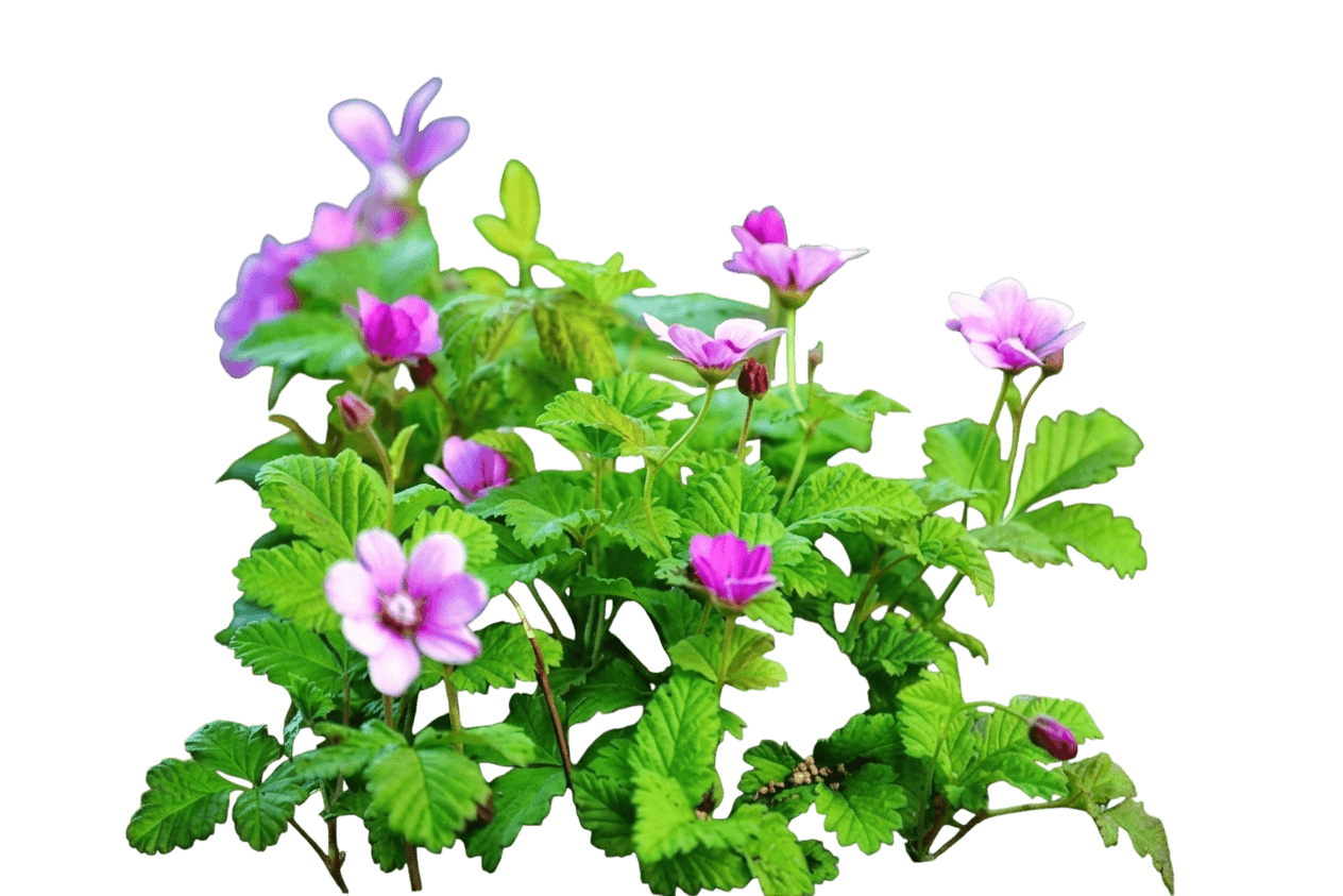 Nagoonberry (Rubus Arcticus) - Ground Layers