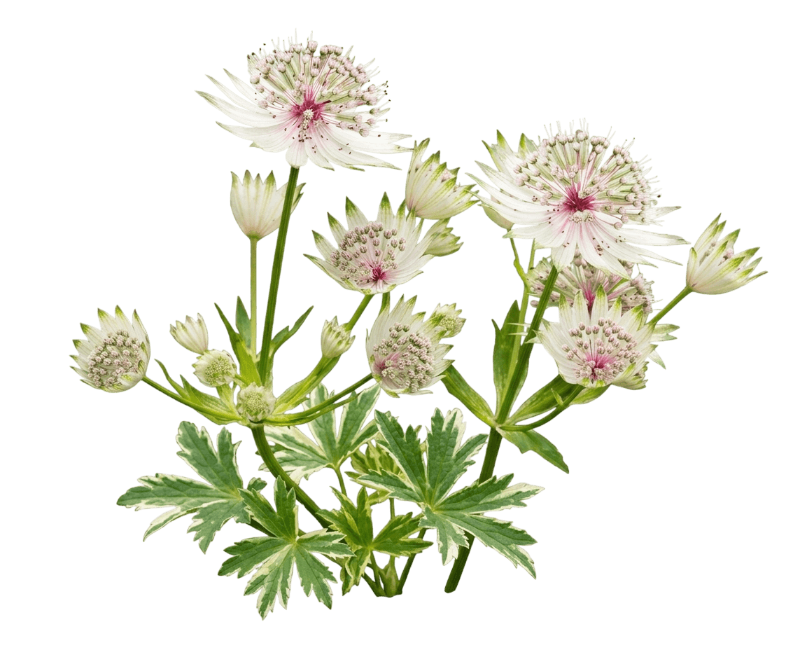 Masterpiece Variegated Masterwort (Astrantia Major 'Masterpiece') - Perennials
