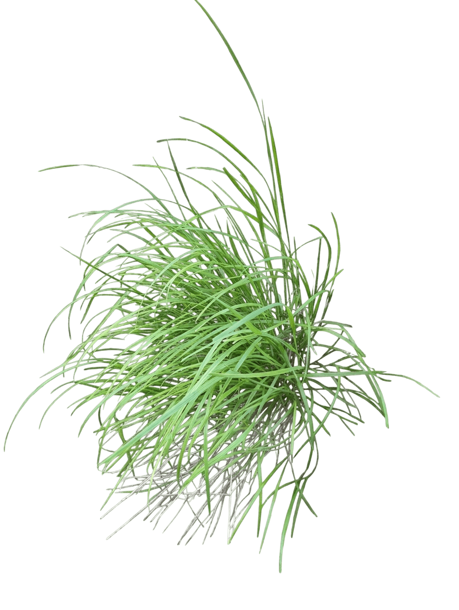 Torrey's melic (Melica Torreyana) - Grasses