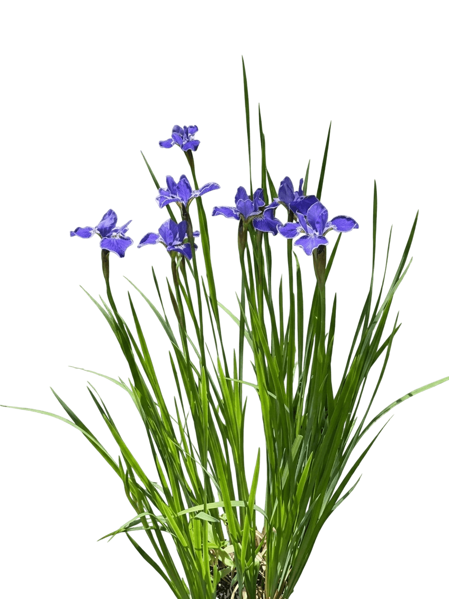 Siberian Iris (Iris Sibirica 'Silver Edge') - Perennials