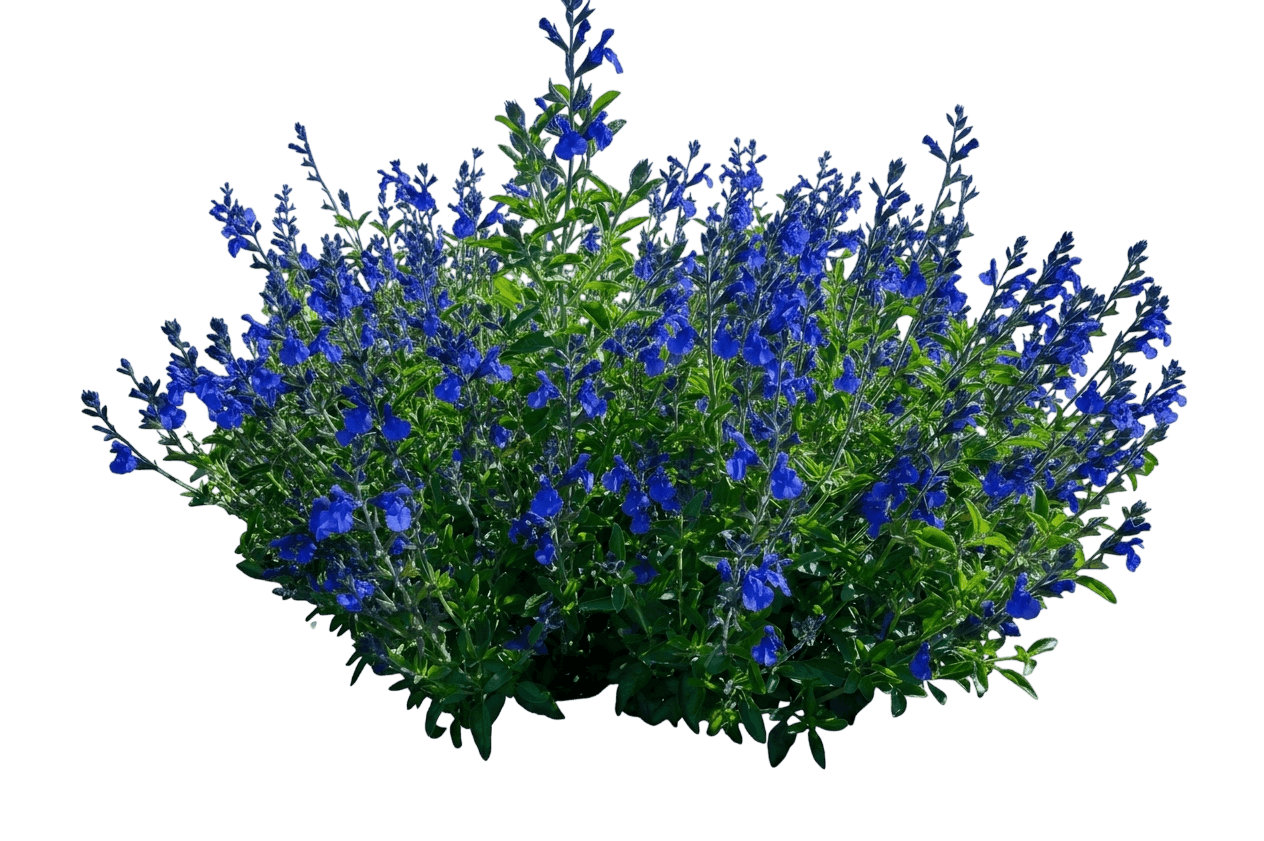 Mystic Spires Blue Sage (Salvia × Hybrida 'Balsalmisp') - Perennials