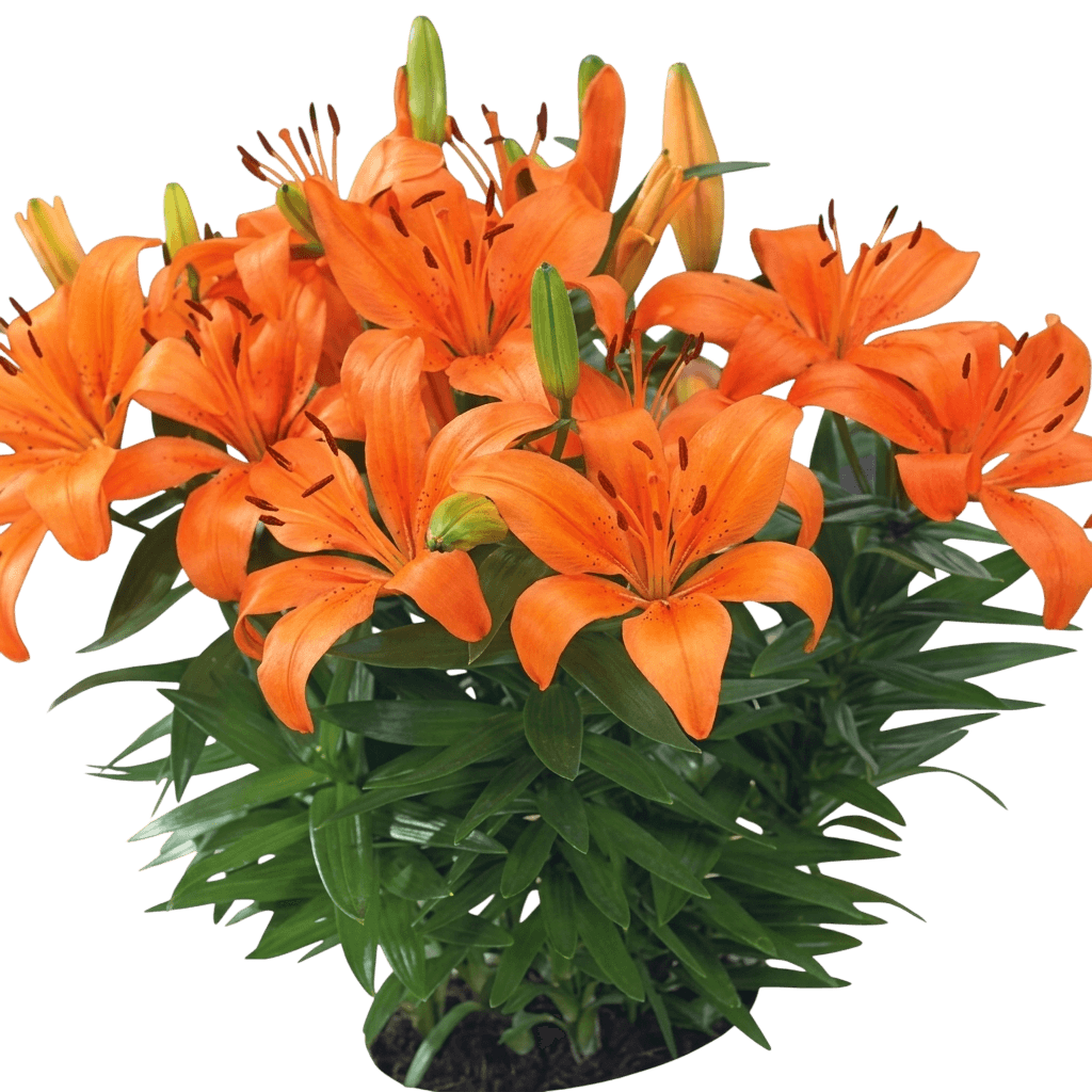 Lily, Asiatic, Orange Matrix (Lilium Asiatica 'Orange Matrix') - Perennials