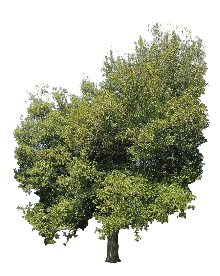 interior live oak (Quercus Wislizeni) - Evergreen trees