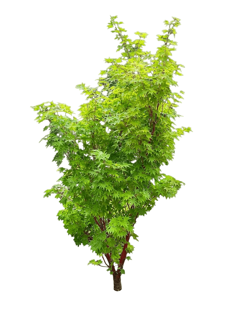 Karasu Gawa Japanese Maple Tree (Acer Palmatum Var. Palmatum 'Karasu Gawa') - Shade Trees