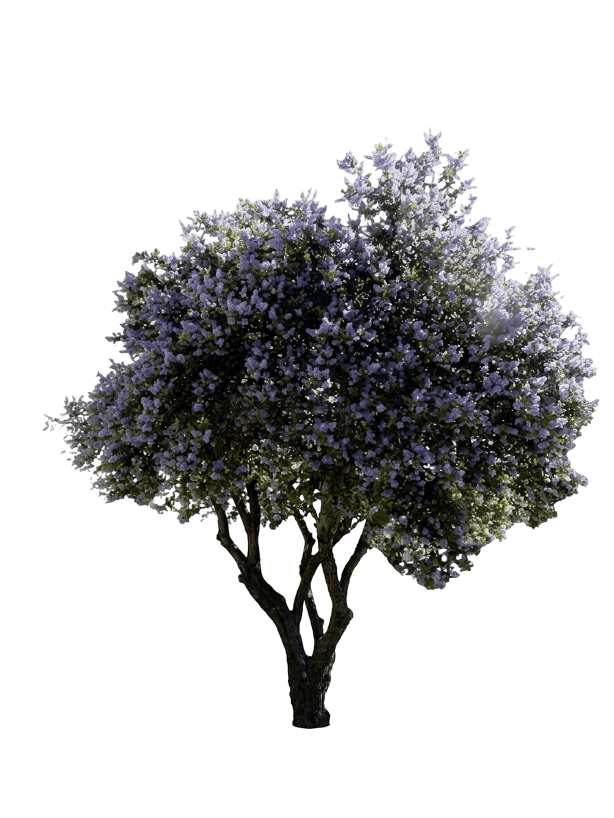 Ray Hartman ceanothus (Ceanothus 'Ray Hartman') - Shrubs