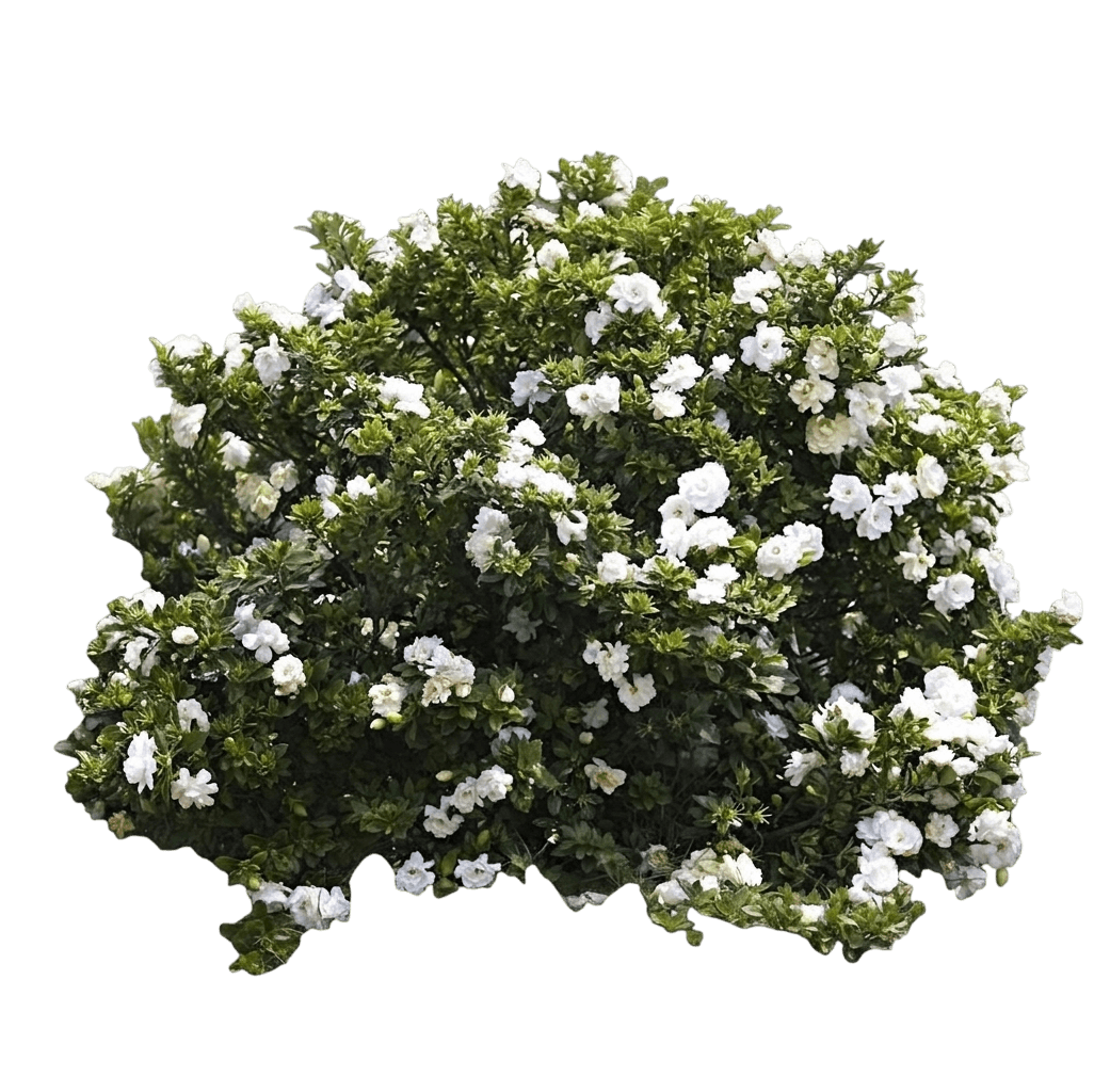 Sweet Star Gardenia (Gardenia Jasminoides 'Piiga-Iii') - Ground Layers