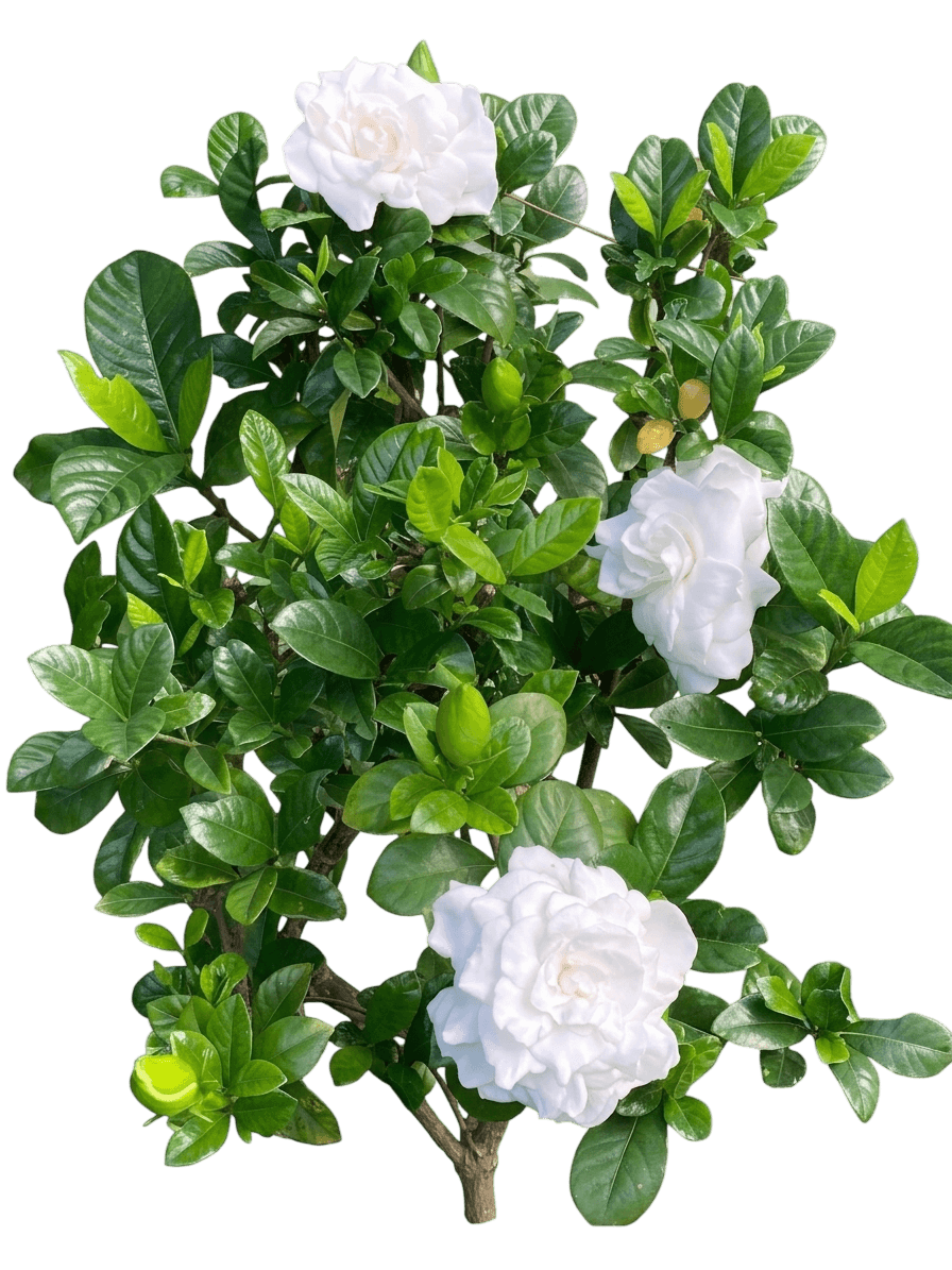 Summer Snow® Gardenia (Gerdenia Jasminoides Pp22797 Var. Jasminoides 'Bab1183') - Shrubs