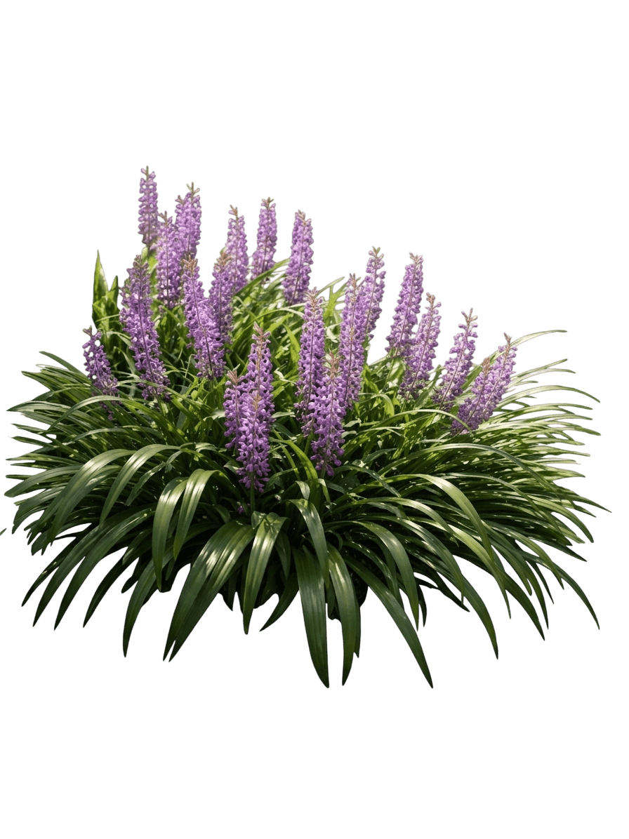 Silvery Sunproof Lilyturf (Liriope Muscari 'Silvery Sunproof') - Grasses