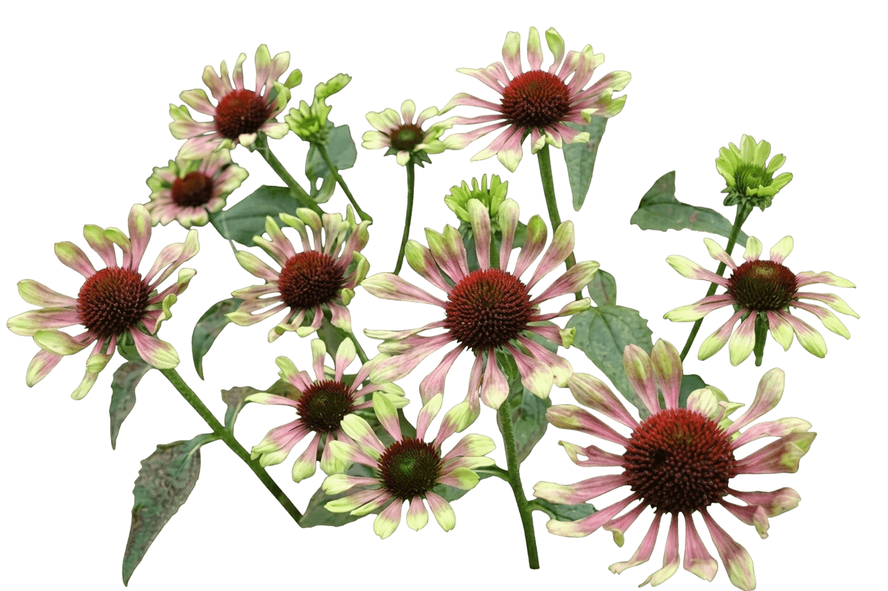 Green Twister Coneflower (Echinacea Purpurea Var. Purpurea 'Green Twister') - Perennials