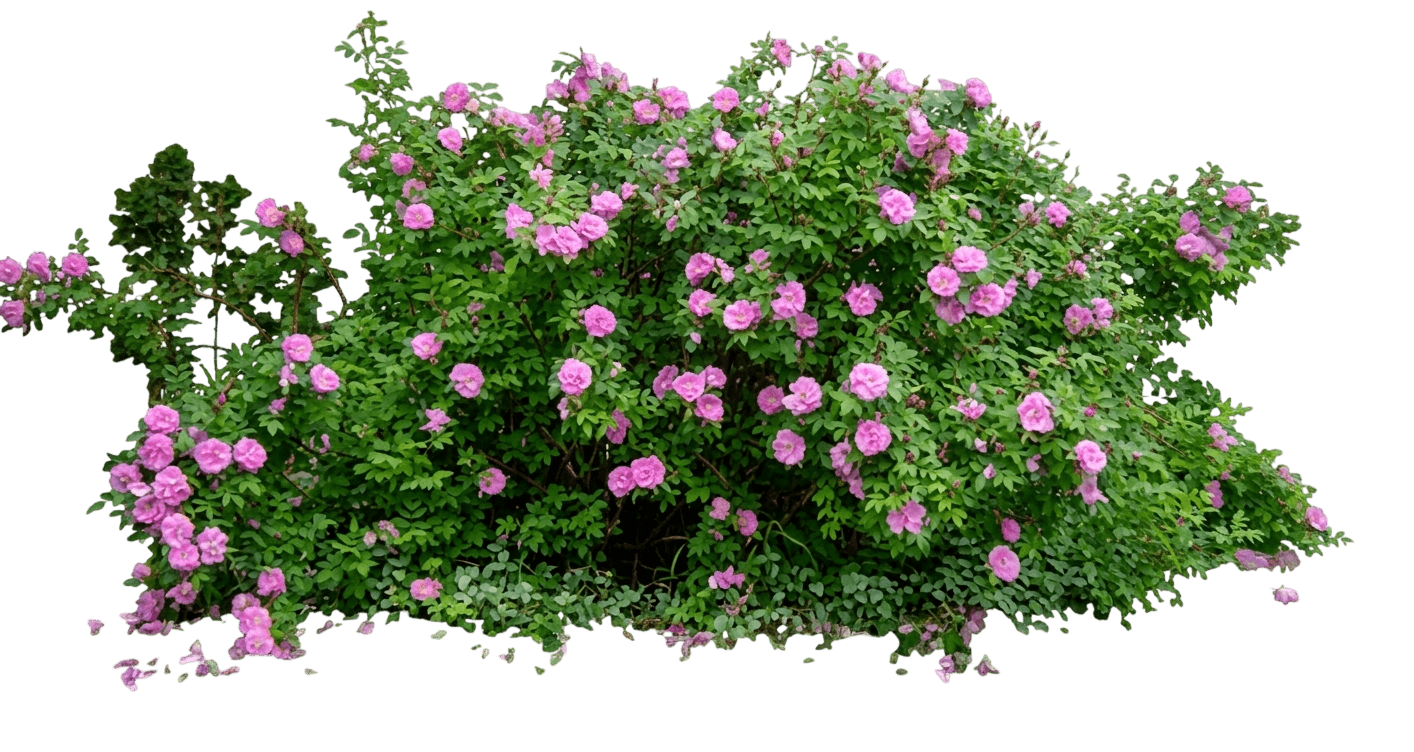 Rose, Therese Bugnet (Rosa X ‘Theresa Bugnet’) - Ground Layers