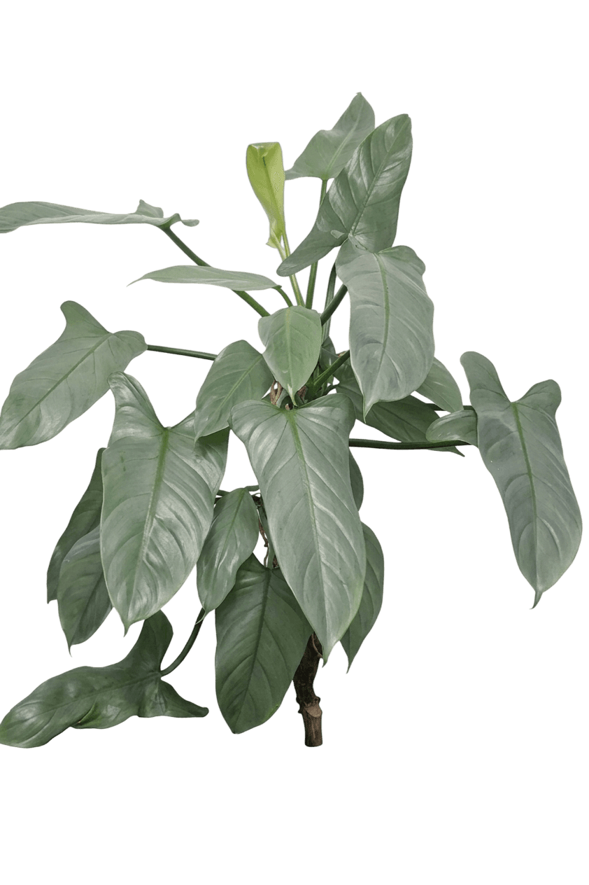 Silver Sword Philodendron (Philodendron Hastatum) - Indoor Plants