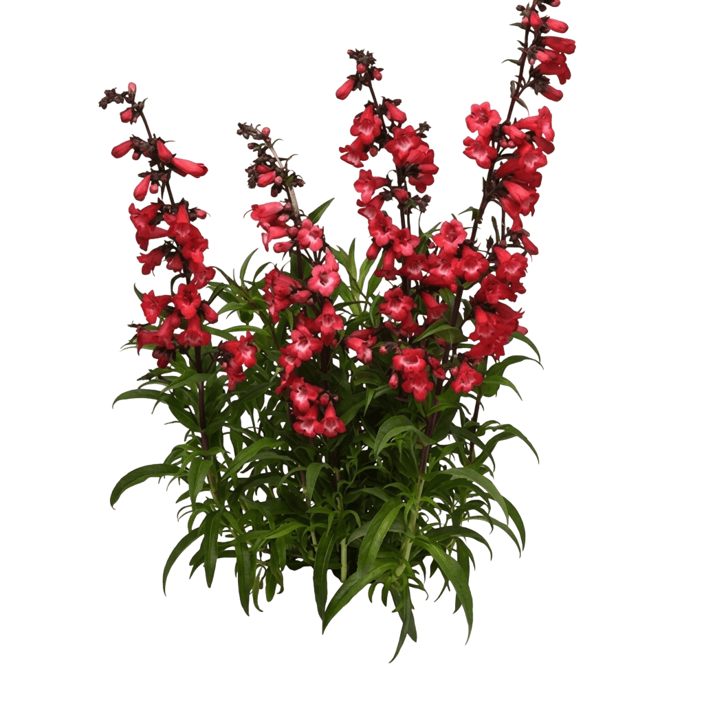 Beardtongue, Cherry Sparks (Penstemon 'Cherry Sparks') - Perennials