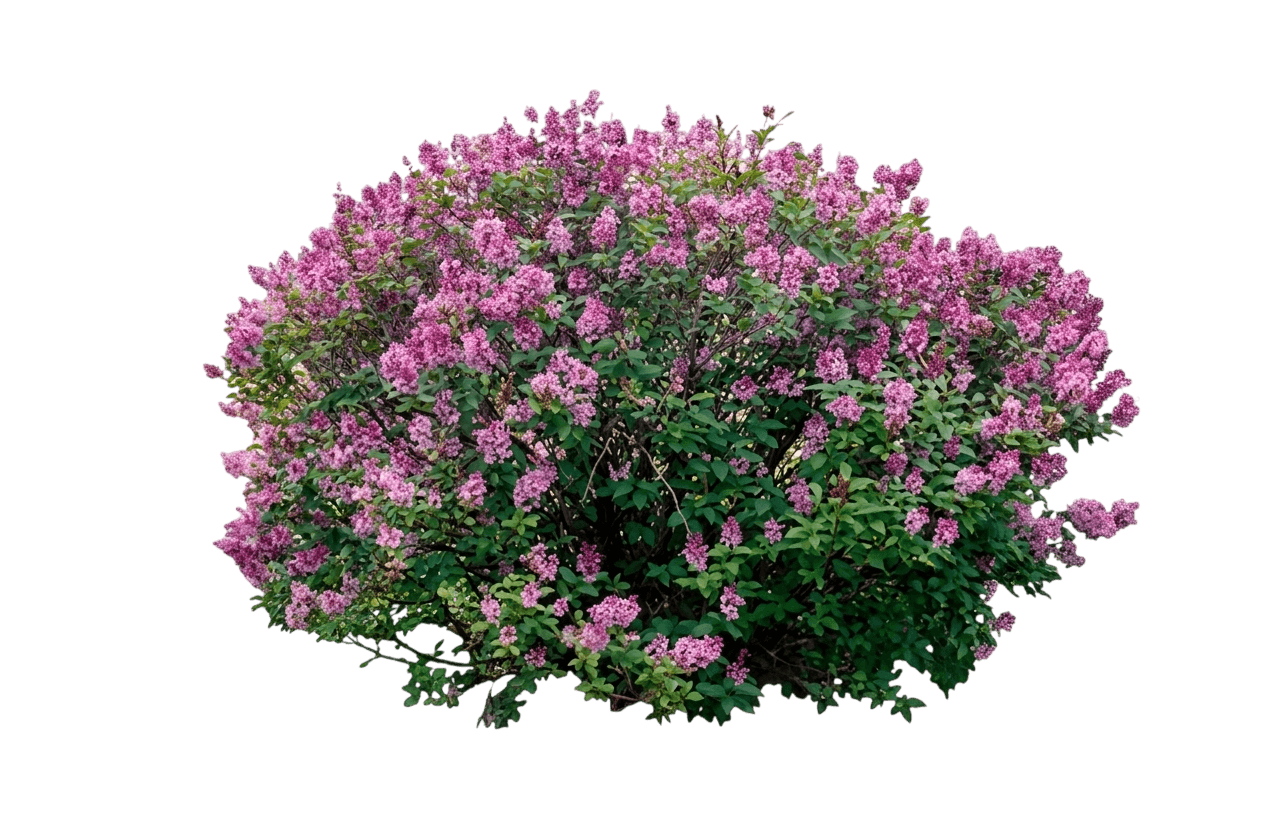 Lilac, Nocturne Canadian (Syringa X Prestoniae 'Nocturne') - Ground Layers