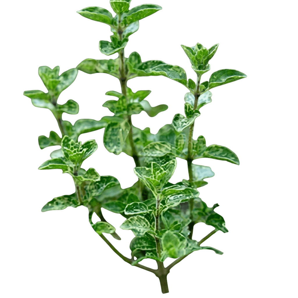 Italian oregano (Origanum × Majoricum) - Perennials