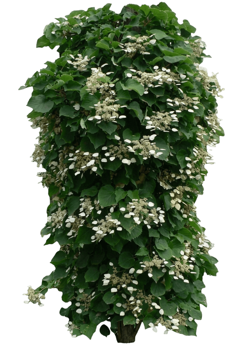 Flirty Girl® False Hydrangea Vine (Schizophragma Hydrangeoides Var. Hydrangeoides 'Minsnow3') - Perennials