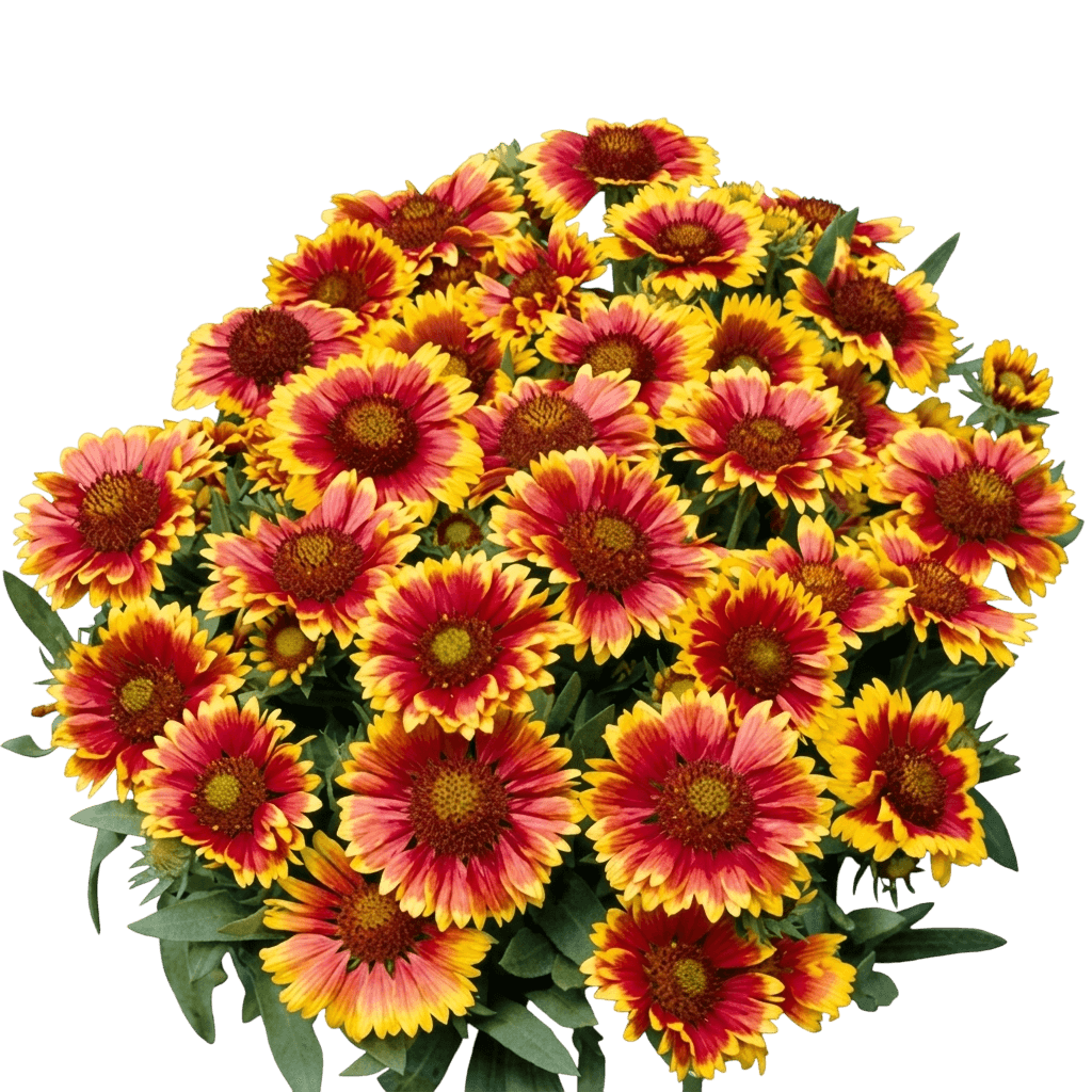 Blanket Flower, Dazzler (Gaillardia X Grandiflora ‘Dazzler’) - Perennials