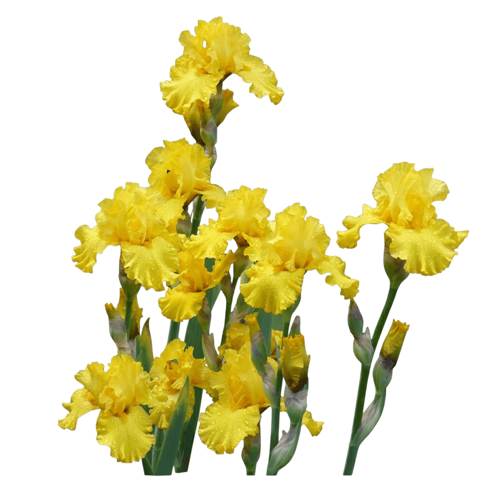 Pure As Gold Bearded Iris (Iris × Germanica Var. X Germanica 'Pure As Gold') - Perennials