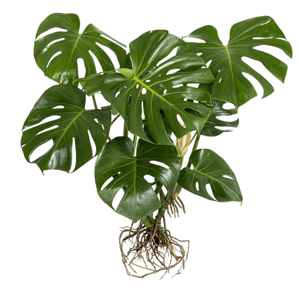 Swiss-Cheese Plant (Monstera Deliciosa) - Indoor Plants