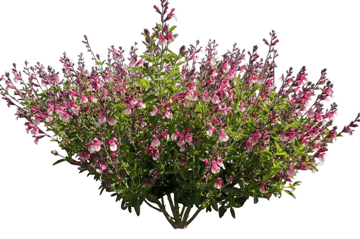 Roman Red Salvia (Salvia Splendens × Salvia Darcyi 'Roman Red') - Perennials