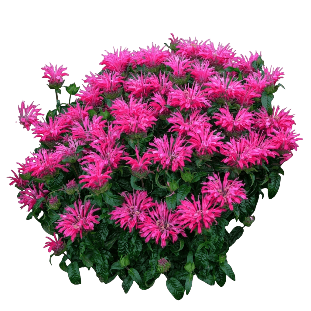 Electric Neon Pink Bee Balm (Monarda 'Electric Neon Pink') - Perennials