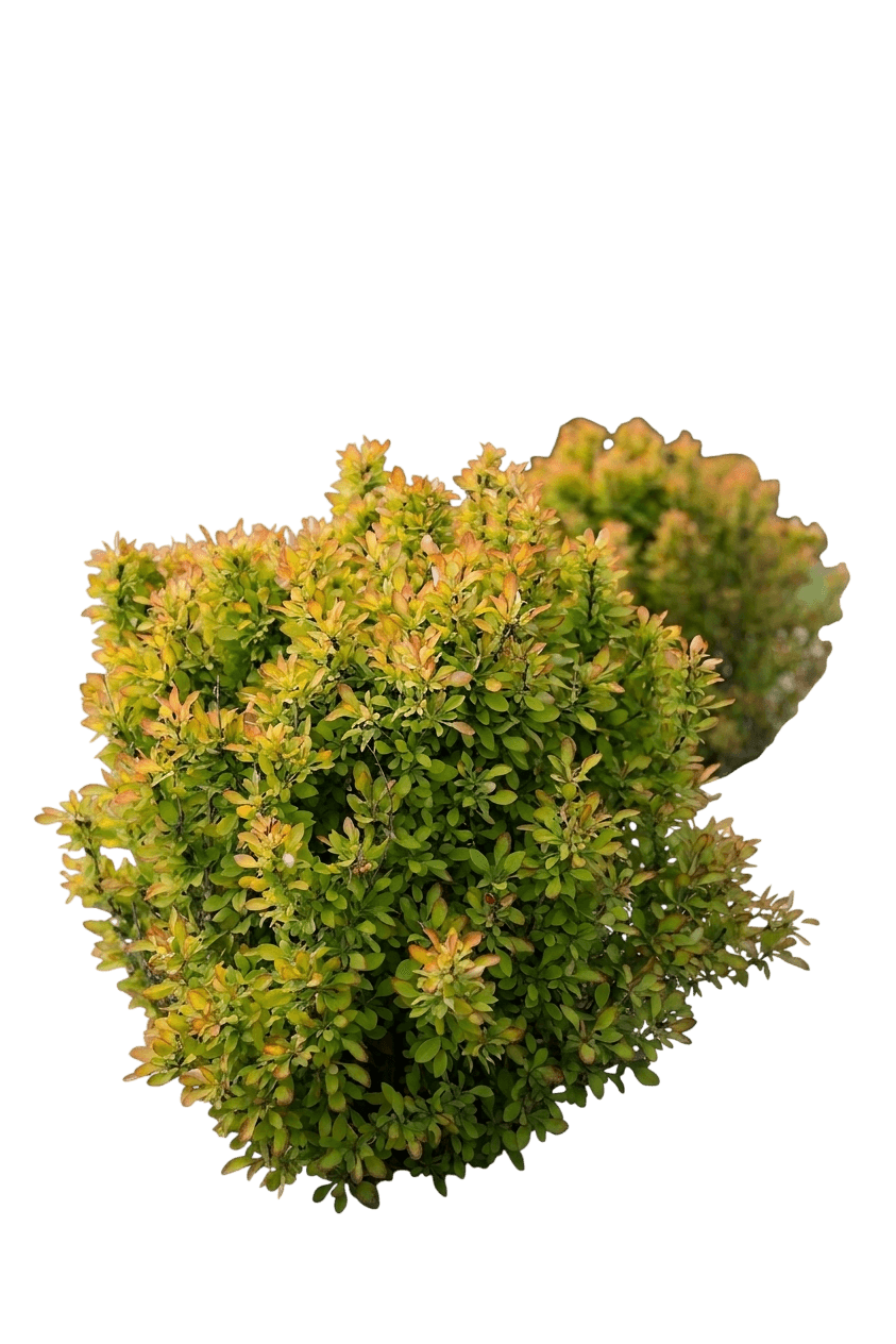 Lemon Glow Barberry (Berberis Thunbergii 'Uconnbtb048') - Ground Layers