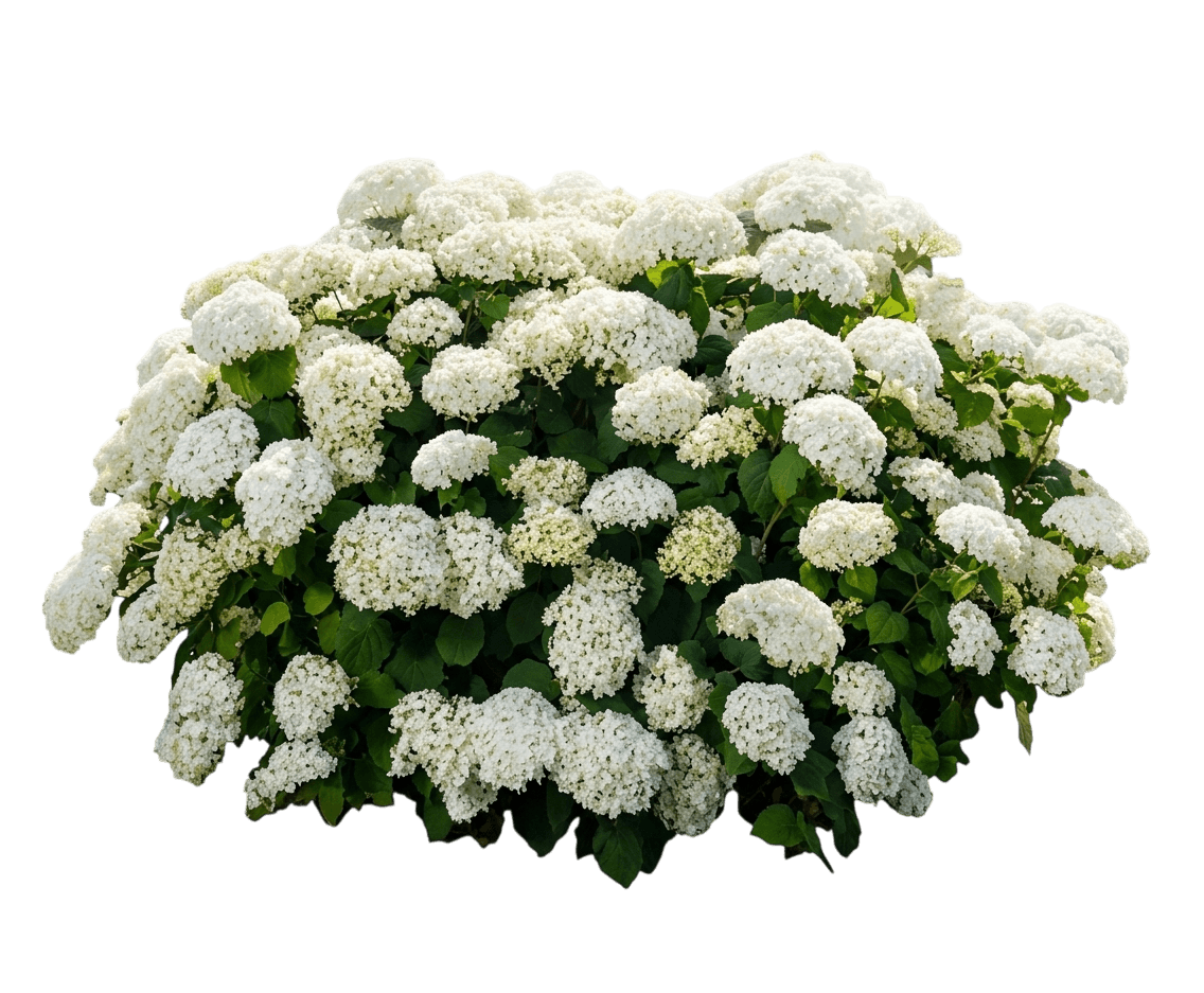 Flowerfull® Hydrangea (Hydrangea Arborescens Flowerfull 'Baiful') - Ground Layers