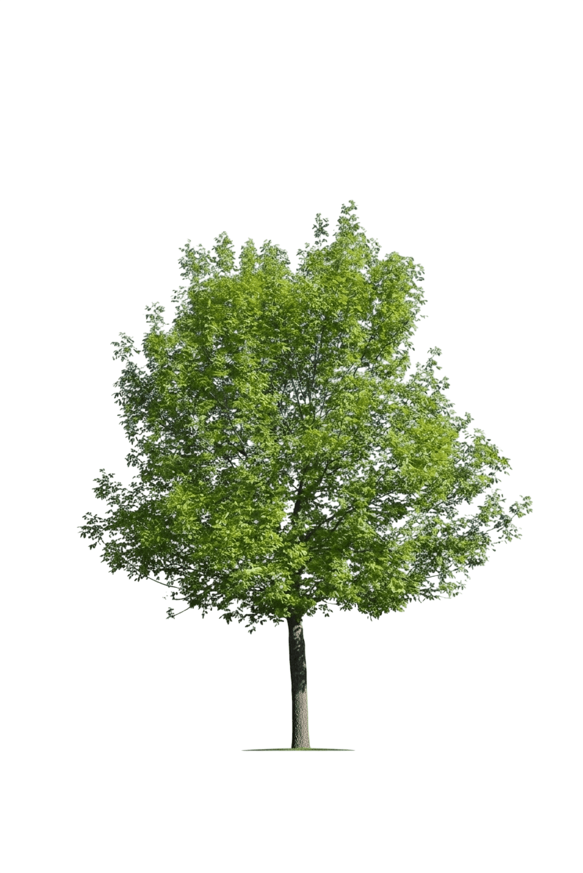 foothill ash (Fraxinus Dipetala) - Flowering trees