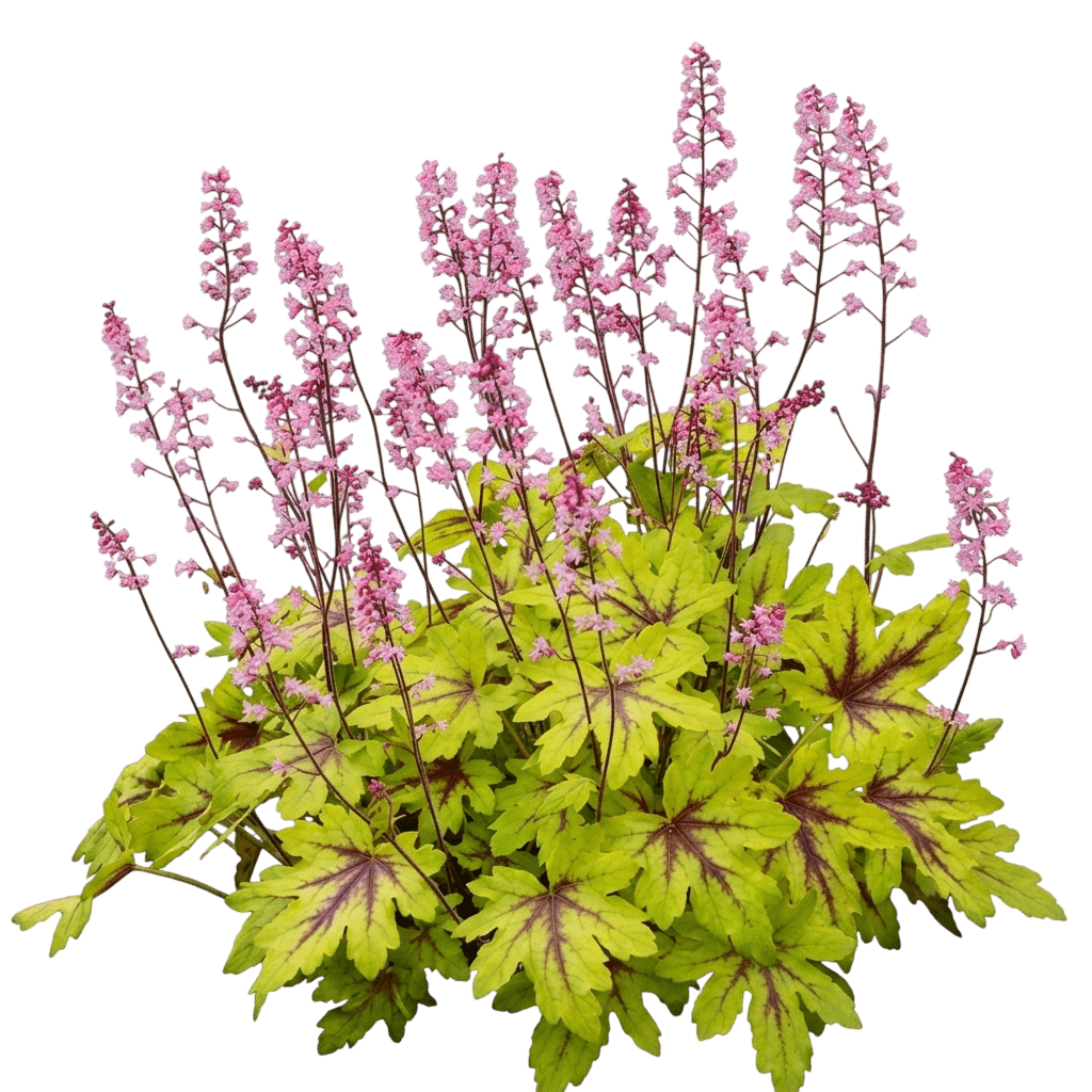 Eye Spy Foamy Bells (Fun & Games Series) (Heucherella Fun And Games 'Eye Spy') - Perennials