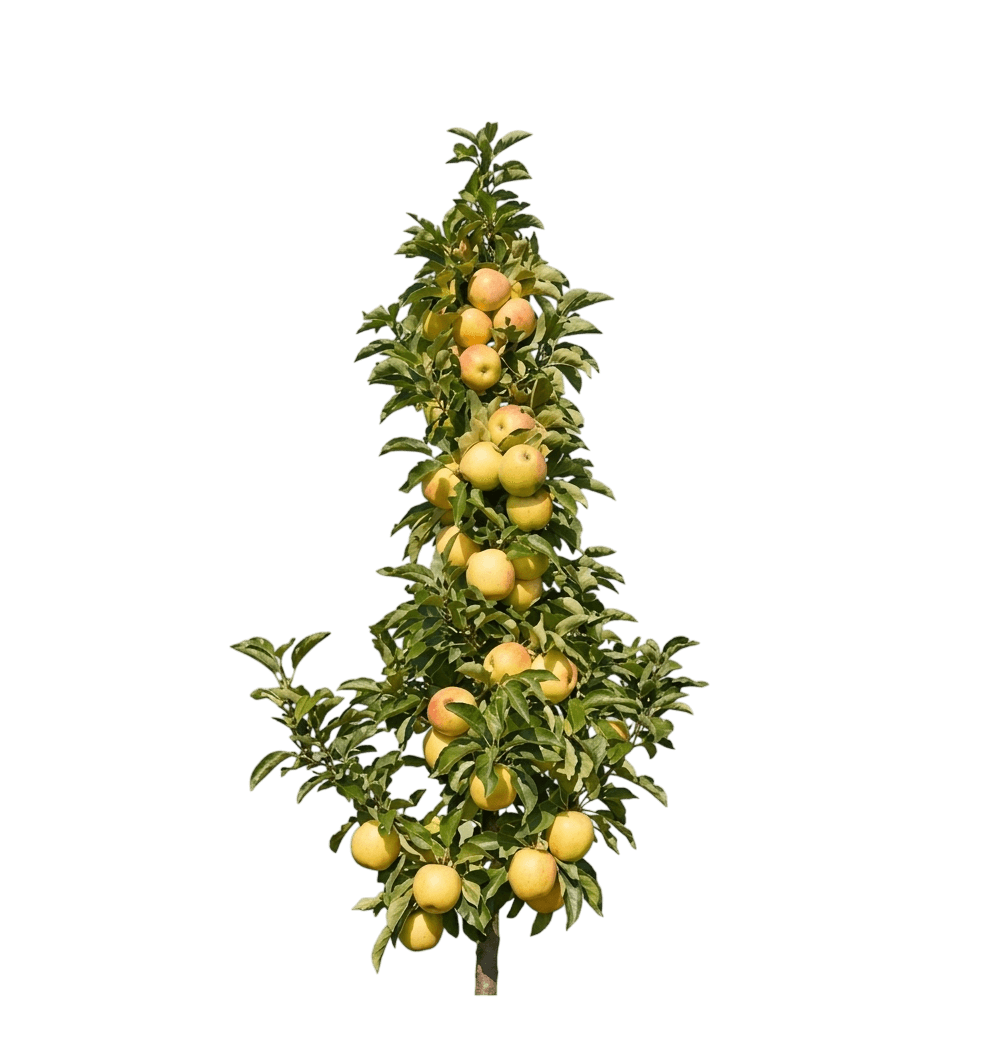 Fruit Snacks™ Golden Treat™ Apple (Malus Fruit Snacks™ Golden Treat™) - Fruit Trees