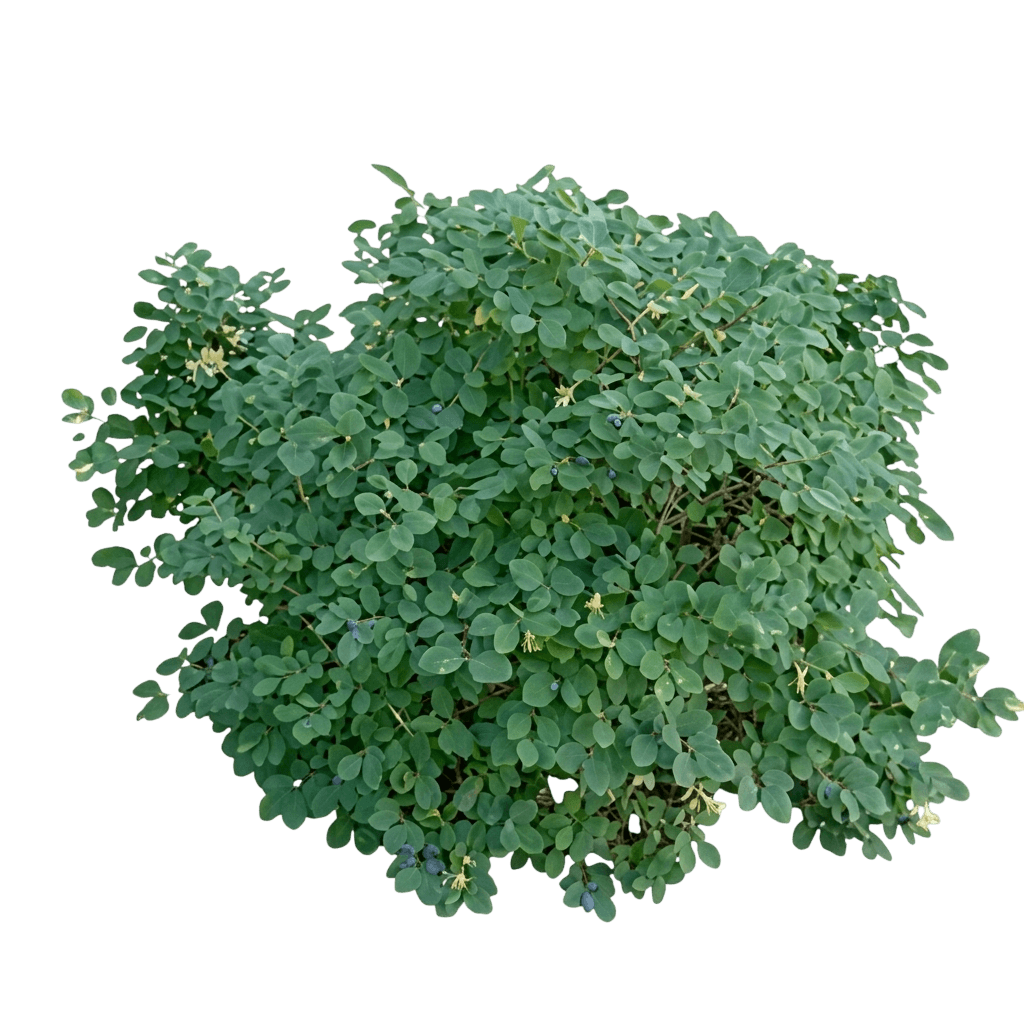 Sweetberry Honeysuckle (Lonicera Caerulea) - Ground Layers