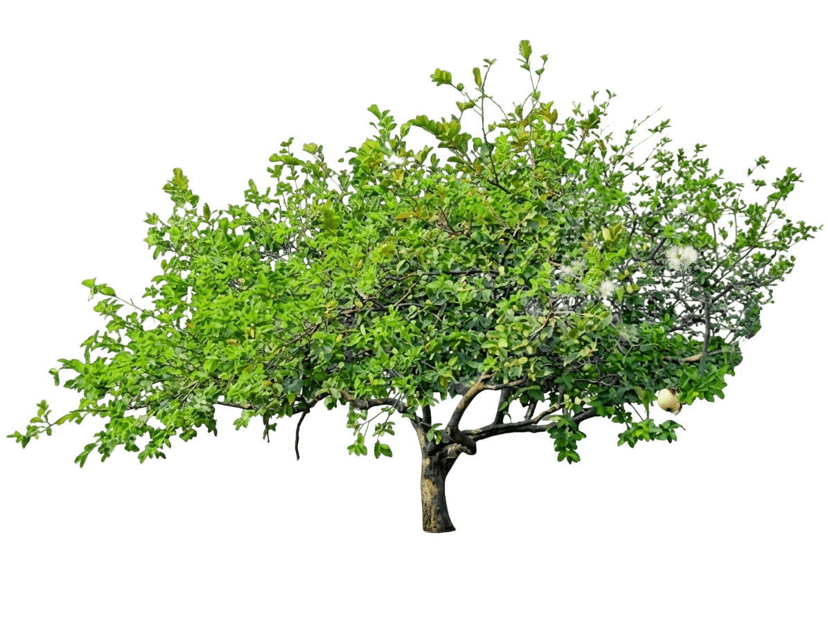 Guava Tree - White (Psidium Guajava) - Fruit Trees
