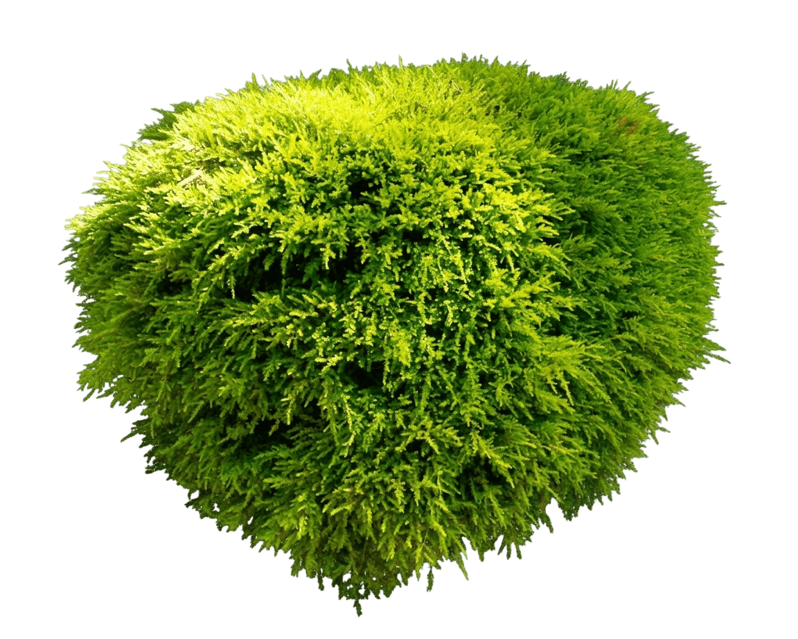 Dwarf Heath Myrtle (Babingtonia Virgata Dwarf 'Dwarf Heath Myrtle') - Ground Layers