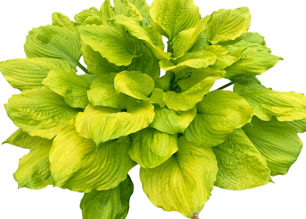 Seasons In The Sun Hosta (Hosta 'Seasons In The Sun') - Perennials