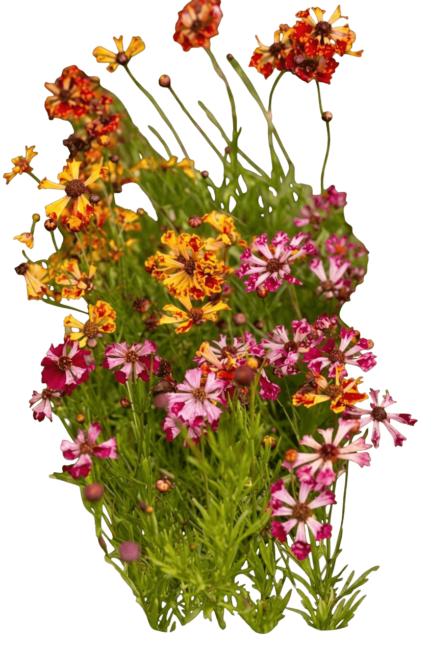 Big Bang™ Cosmic Eye Coreopsis (Coreopsis X Var. X 'Cosmic Eye') - Perennials