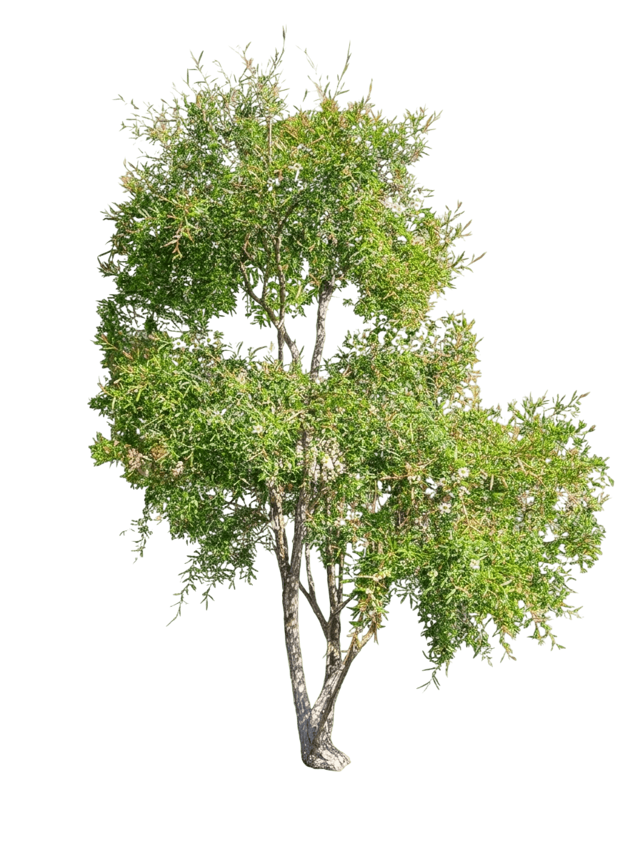 Little Lemon Scents (Leptospermum Petersonii 'Little Lemon Scents') - Ground Layers
